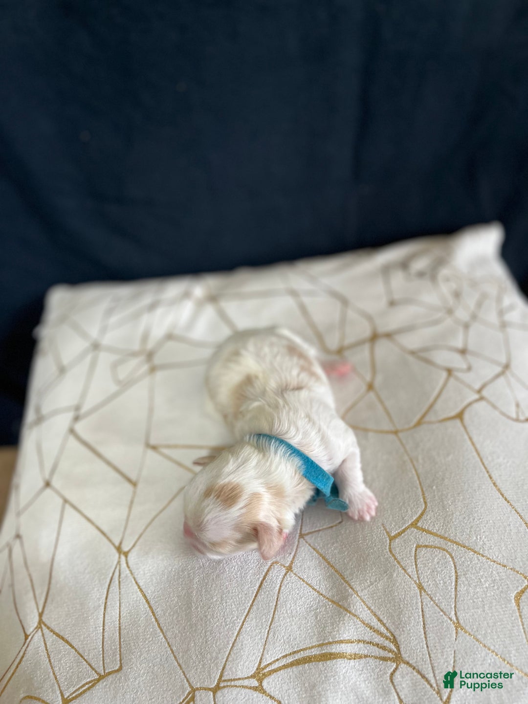 Shih Tzu dogs for sale: Atum - Ad 5