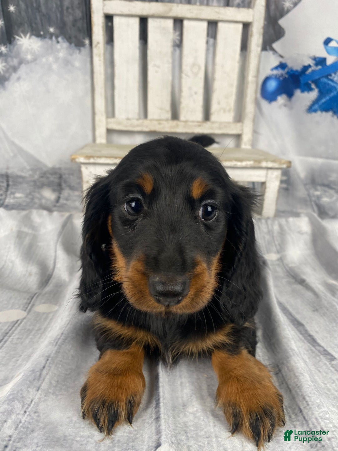 Miniature Dachshund dogs for sale: Daisy - Ad 8