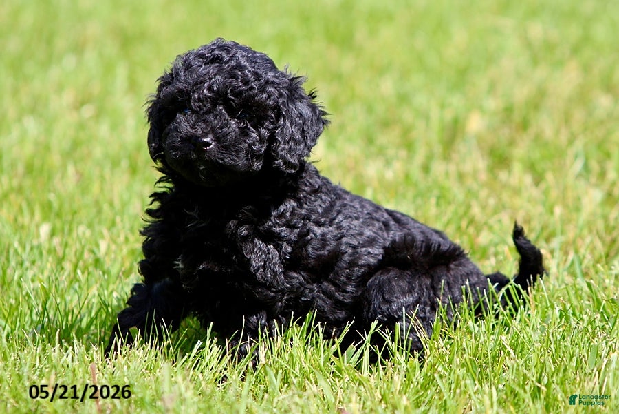Shihpoo dogs Hailey - Ad 1