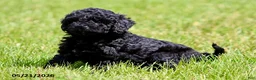 Shihpoo dogs for sale: Hailey - Ad 1