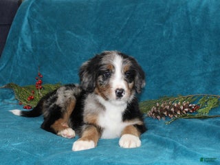 Mini Bernedoodle dogs Rex - Ad 30