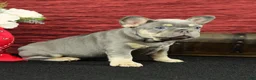 French Bulldog dogs for sale: Barney  - Ad 4