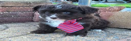 Pomapoo dogs for sale: Swiss Roll - Ad 3