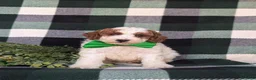 Miniature Poodle dogs for sale: Curtiss - Ad 2