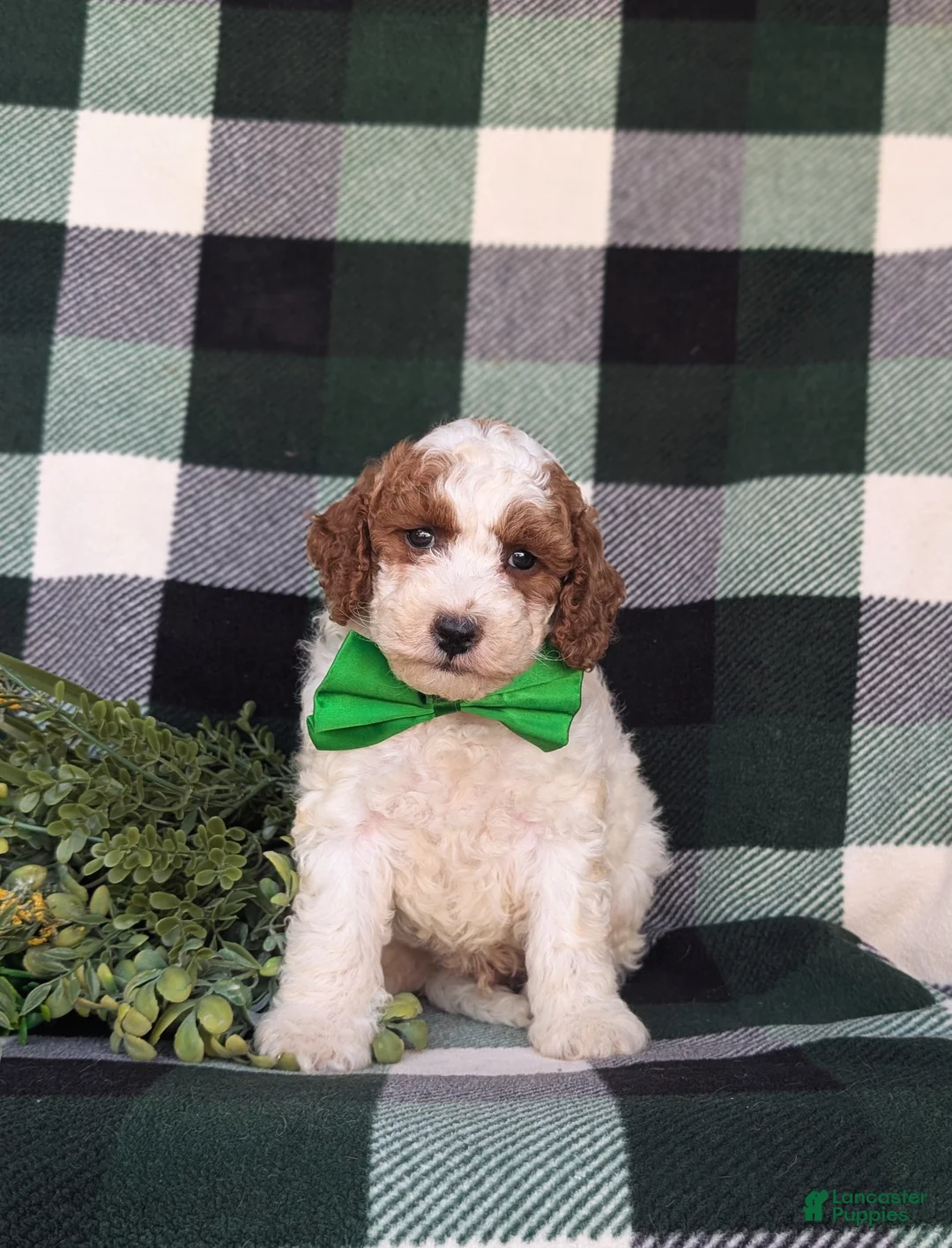 Miniature Poodle dogs for sale: Curtiss - Ad 2