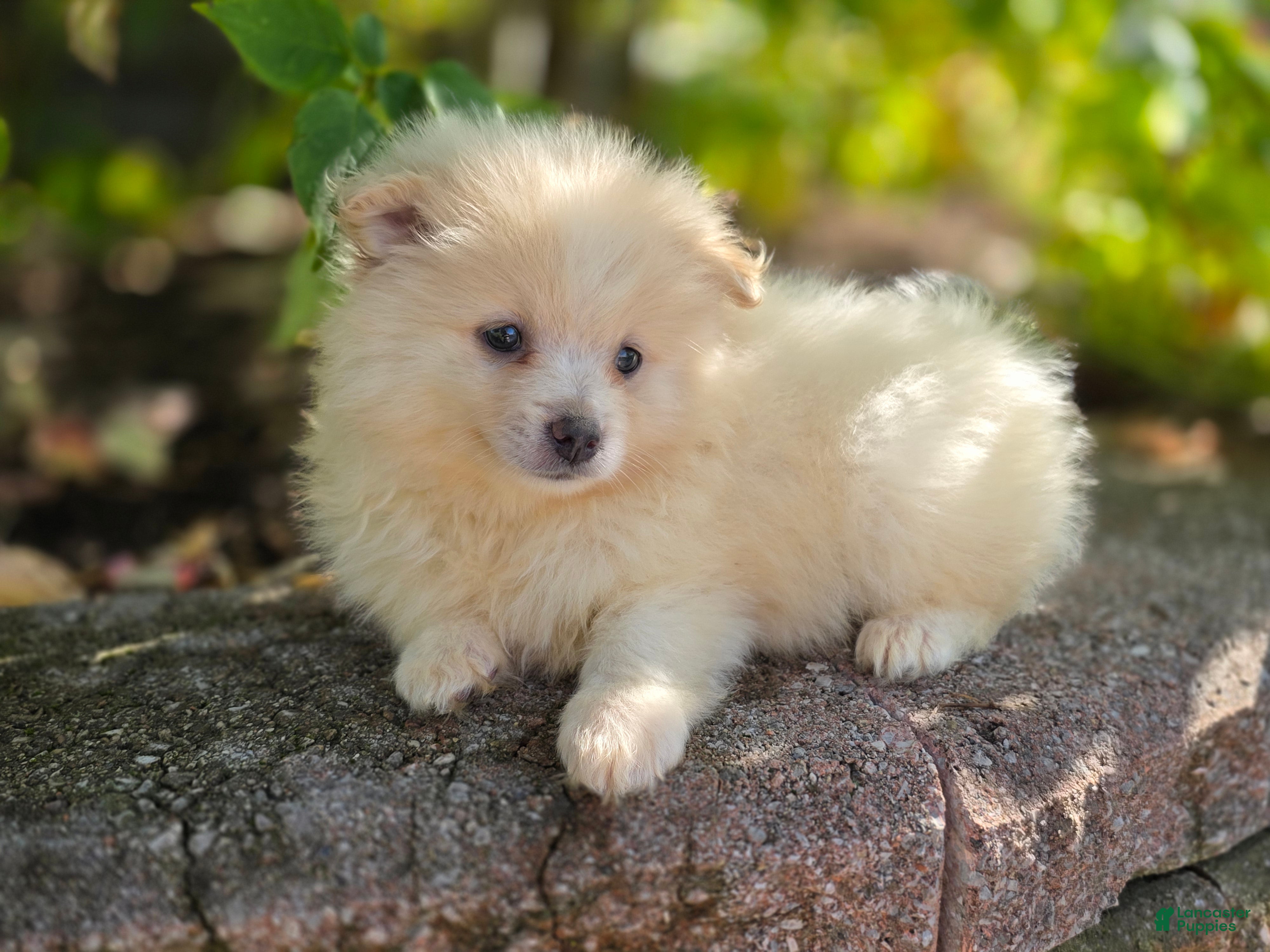 Pomeranian dogs for sale: Slater - Ad 1