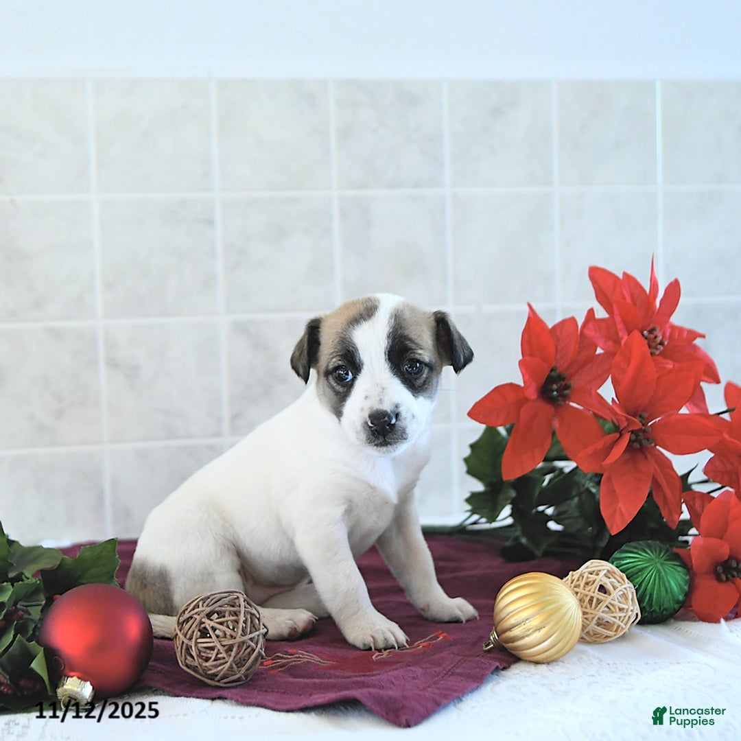 Jack Russell Terrier dogs for sale: Dixie - Ad 10