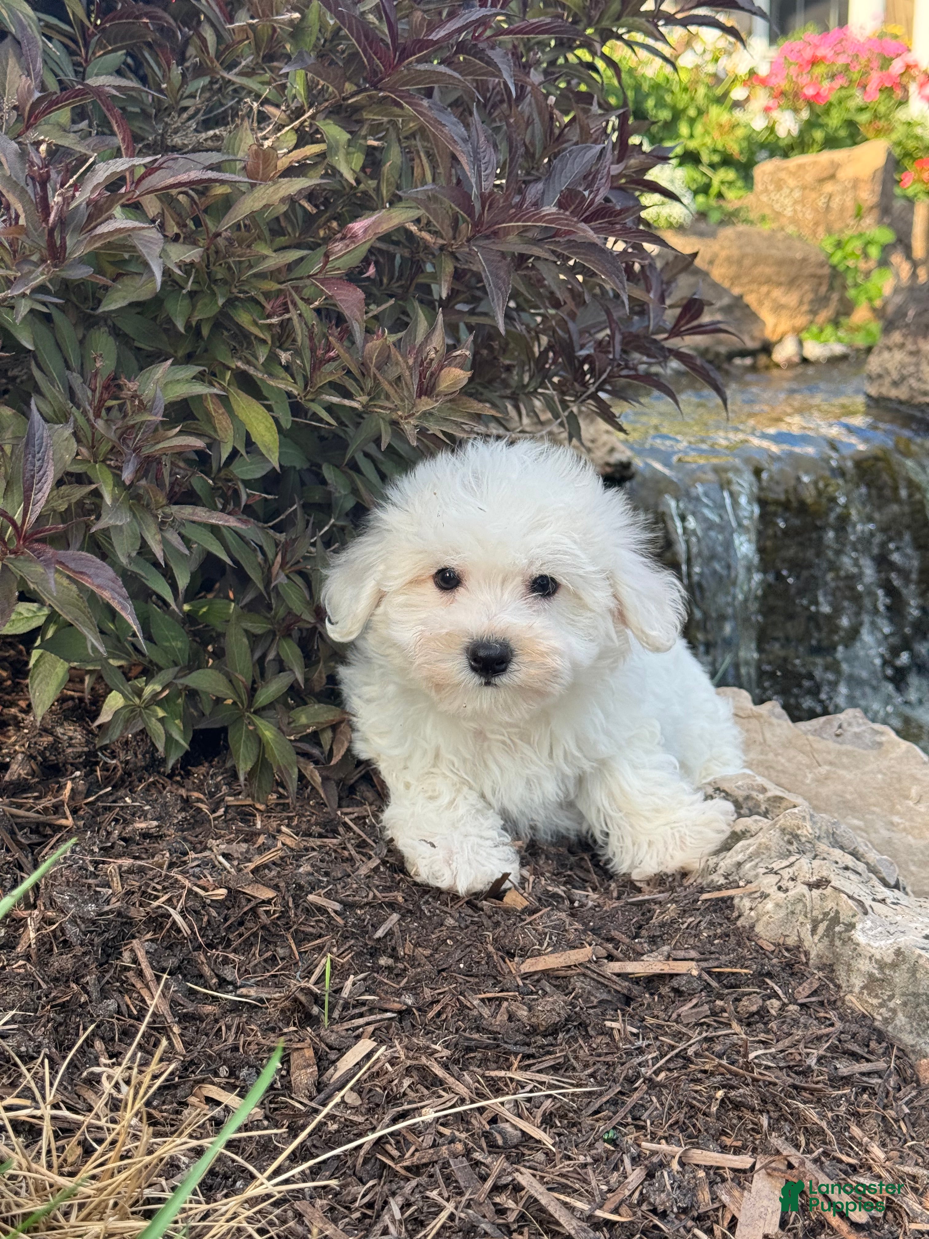 Bichon Frise dogs Betsy - Ad 29