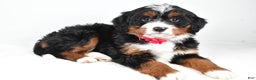 Mini Bernedoodle dogs for sale: Annabell - Ad 2