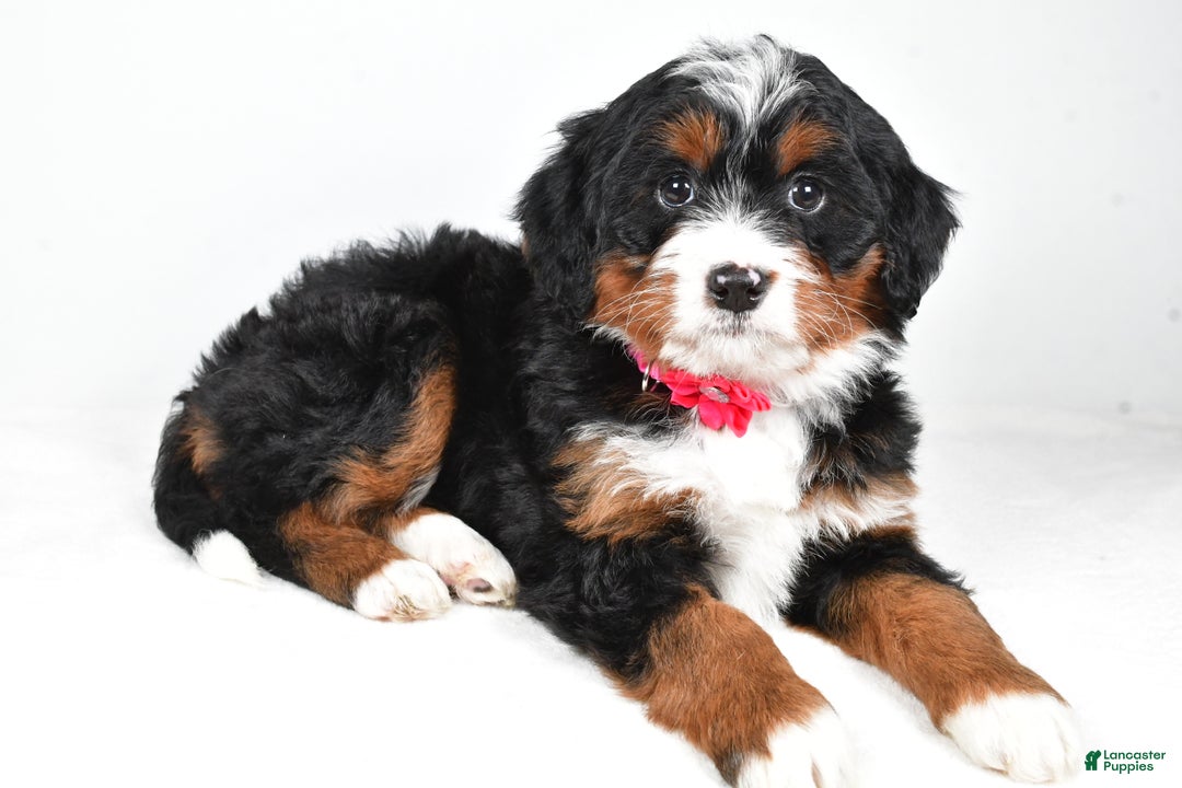 Mini Bernedoodle dogs for sale: Annabell - Ad 2