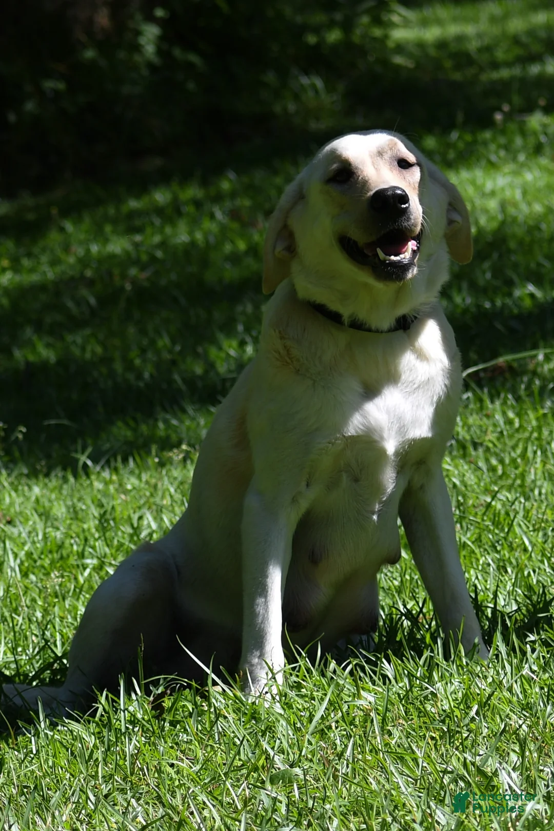 Labrador Retriever dogs for sale: Korbin - Ad 9