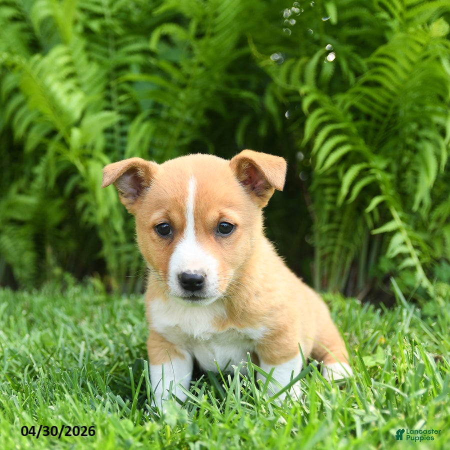 Mixed Breed dogs for sale: Dakota - Ad 3
