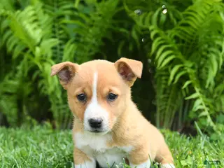 Mixed Breed dogs for sale: Dakota - Ad 3