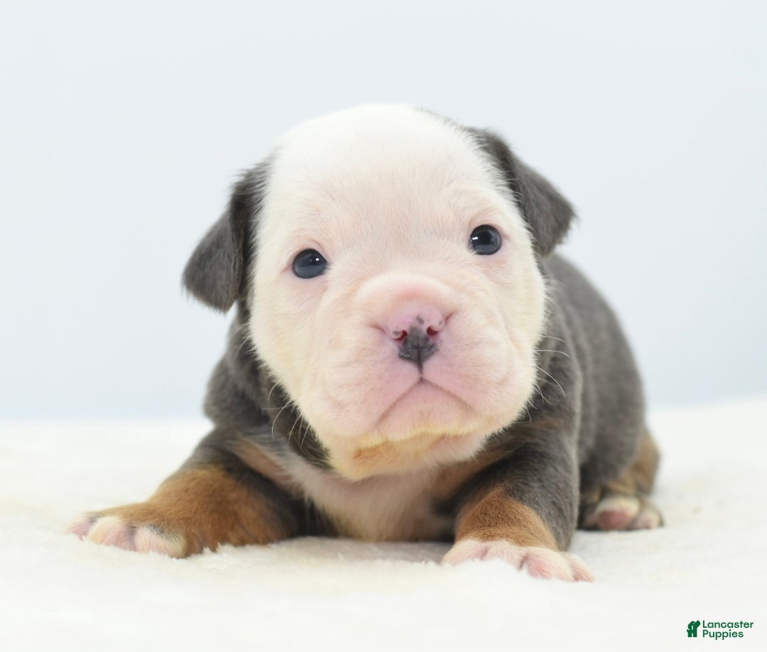 Mixed Breed dogs for sale: Macho blue mini  - Ad 13