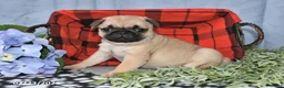 Pug dogs for sale: Courtney - Ad 5