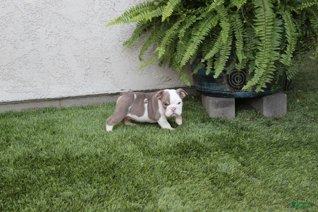 English Bulldog dogs for sale: English Bulldog Puppy 1 - Ad 2