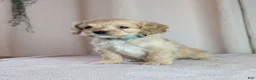 Cockapoo dogs for sale: Archie - Ad 10