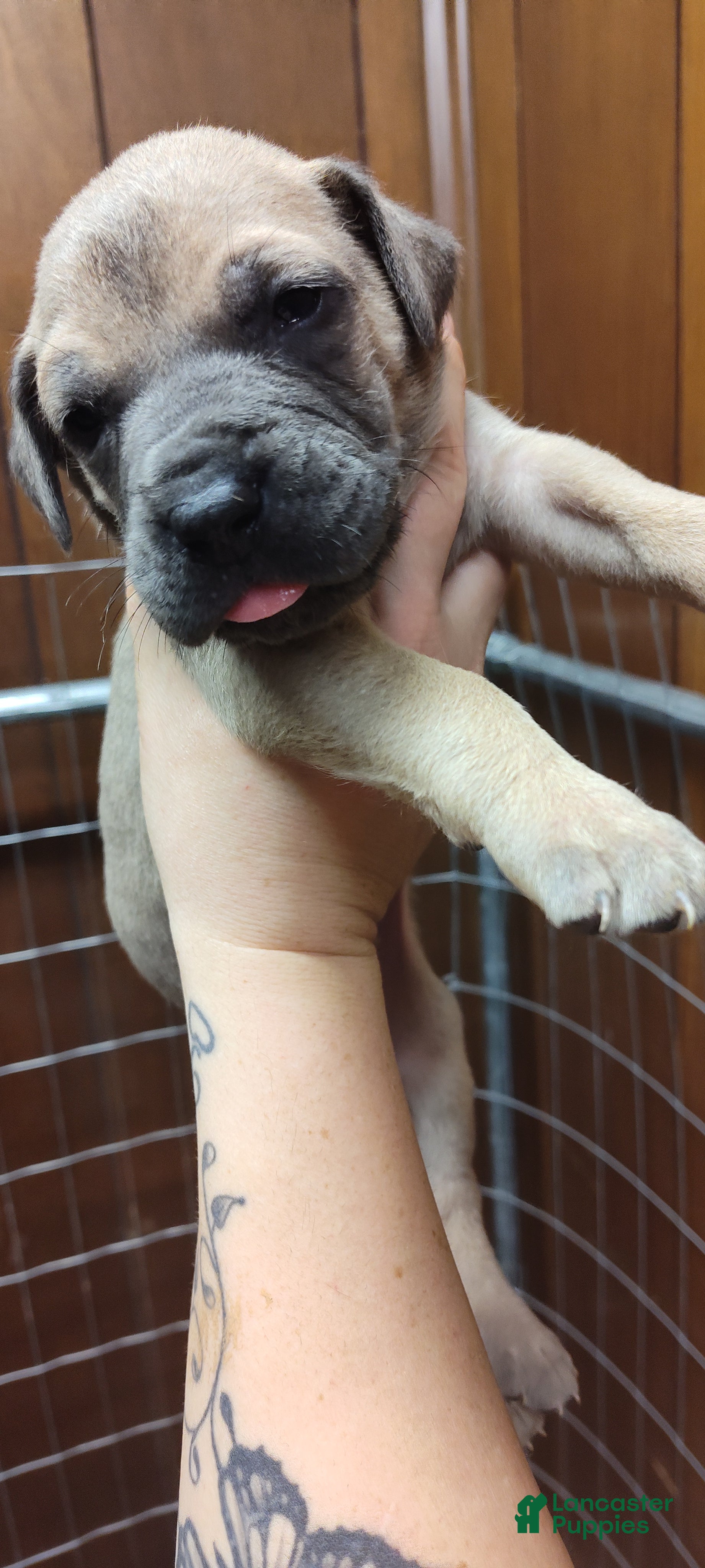 Great Dane dogs Great Dane Puppy 9 - Ad 9