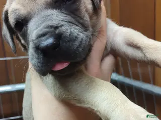 Great Dane dogs Great Dane Puppy 9 - Ad 9