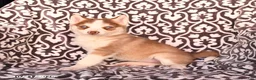 Pomsky dogs for sale: Chili - Ad 2