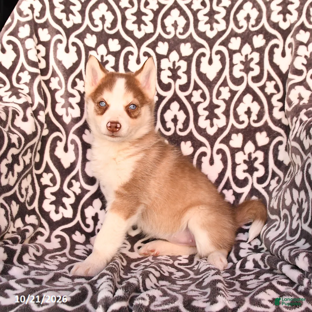 Pomsky dogs for sale: Chili - Ad 2