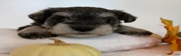 Miniature Schnauzer dogs for sale: Jewel Miniature Schnauzer  - Ad 4