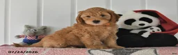 Mini Goldendoodle dogs for sale: Chief - Ad 2