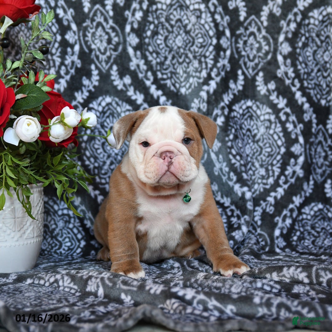 English Bulldog dogs for sale: Maddox - Ad 4