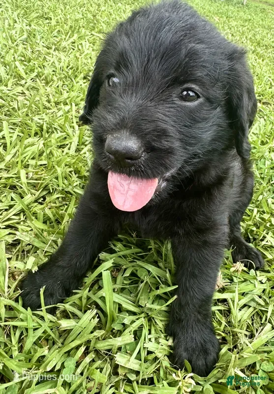 Labradoodle dogs Millie - Ad 11