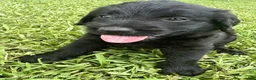 Labradoodle dogs for sale: Millie - Ad 1