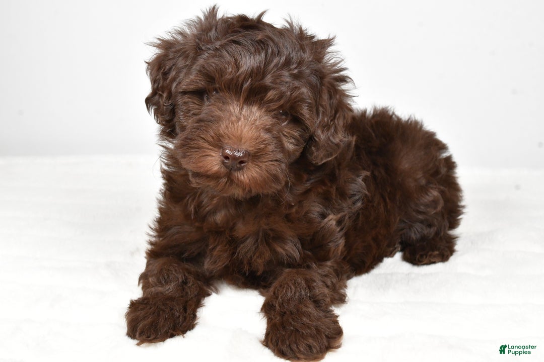 Mixed Breed dogs for sale: Holly - Ad 4