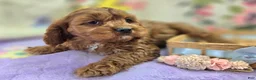 Cavapoo dogs for sale: Denali - Ad 9