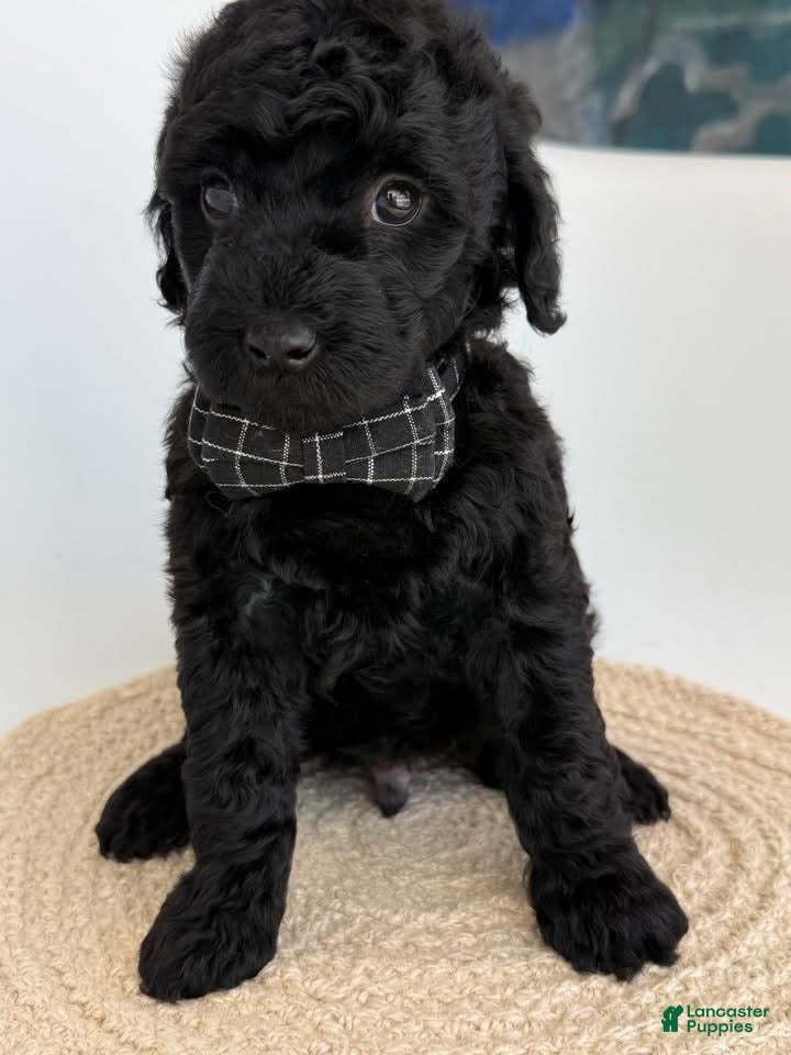 Goldendoodle dogs K Black Boy - Ad 2