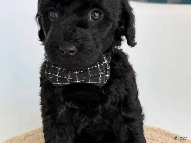 Goldendoodle dogs for sale: K Black Boy - Ad 2