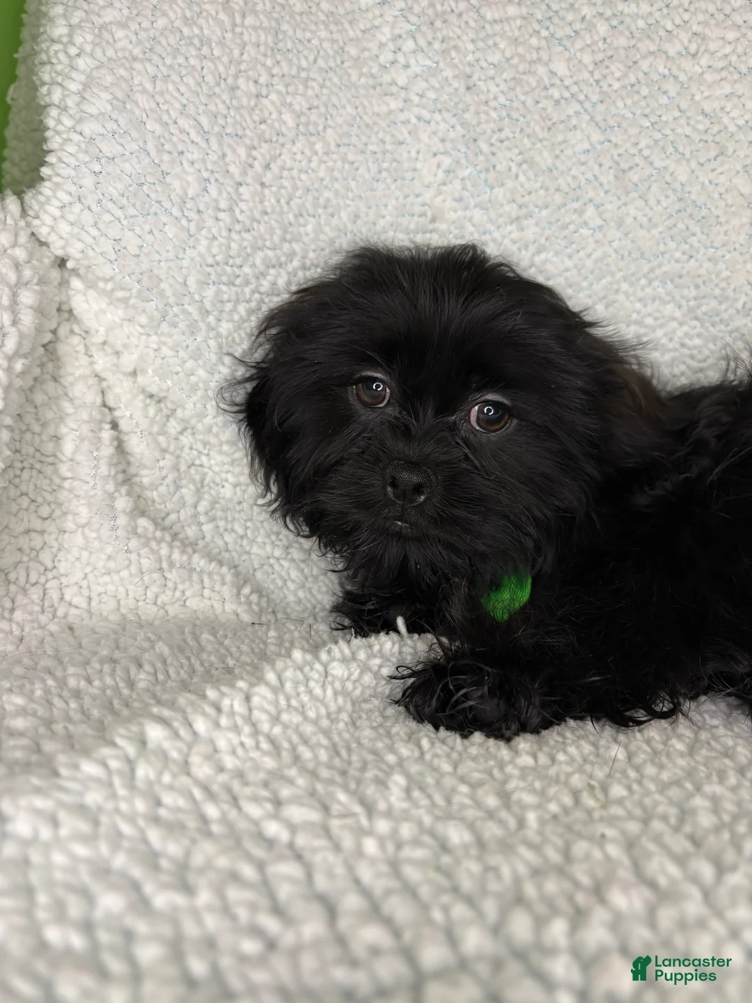 Shihpoo dogs for sale: Shihpoo 1 - Ad 2