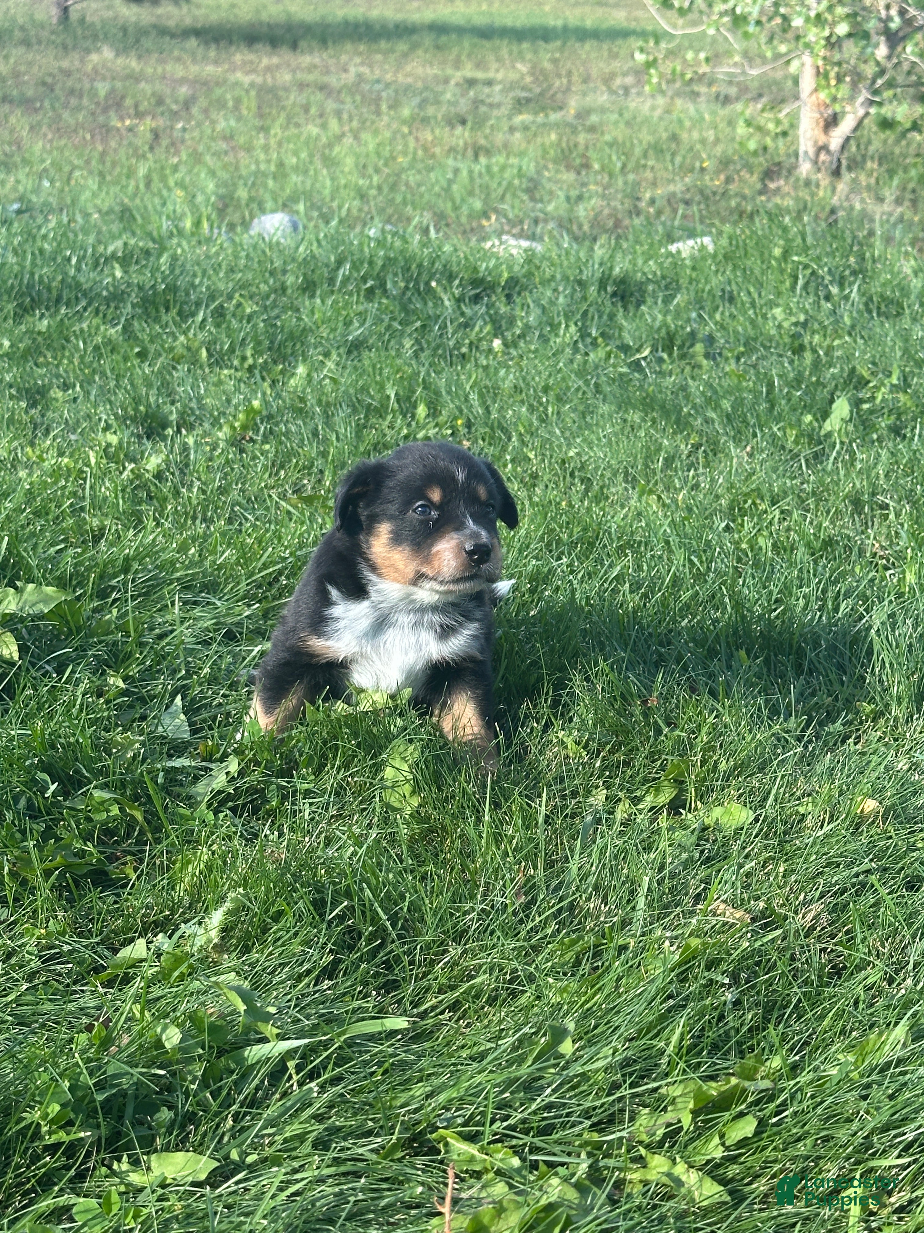 Mixed Breed dogs Tri Boy 1 - Ad 2