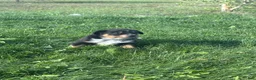 Mixed Breed dogs for sale: Tri Boy 1 - Ad 2