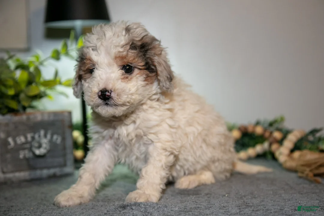 Cavapoo dogs for sale: Monty - Ad 3