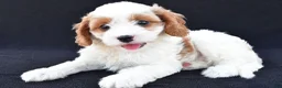 Cavapoo dogs for sale: Lady - Ad 8