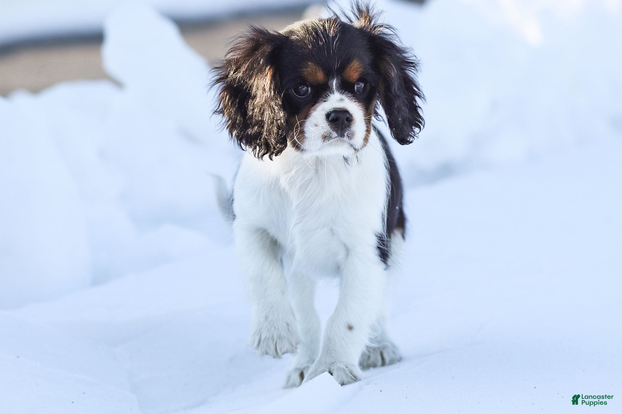 Cavalier King Charles Spaniel dogs Cassian - Ad 19