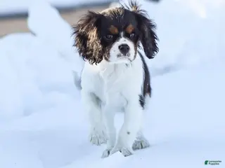 Cavalier King Charles Spaniel dogs Cassian - Ad 19