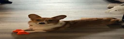 American Corgi dogs for sale: American Corgi 1 - Ad 6