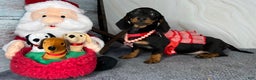Miniature Dachshund dogs for sale: Import AKC female - Ad 7