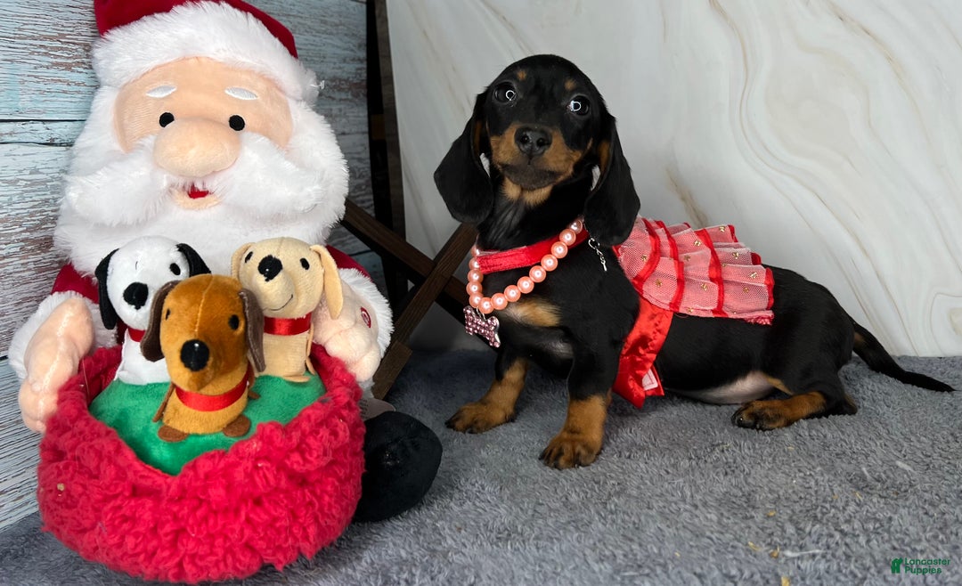 Miniature Dachshund dogs for sale: Import AKC female - Ad 7