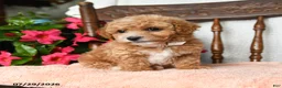 Bichpoo dogs for sale: Jerry - Ad 5