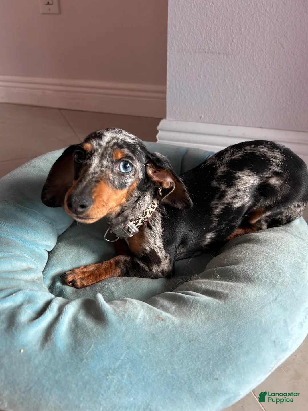 Miniature Dachshund dogs for sale: Miniature Dachshund 1 - Ad 2