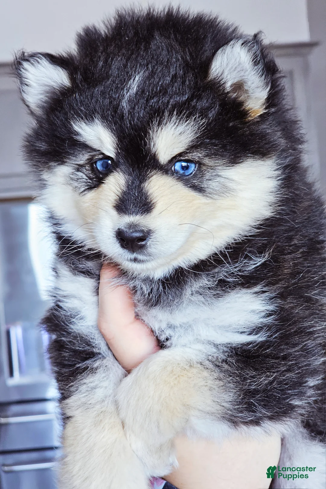 Pomsky dogs for sale: Raya - Ad 1