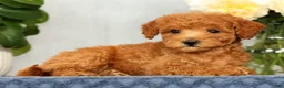 Mini Goldendoodle dogs for sale: Olive - Ad 7