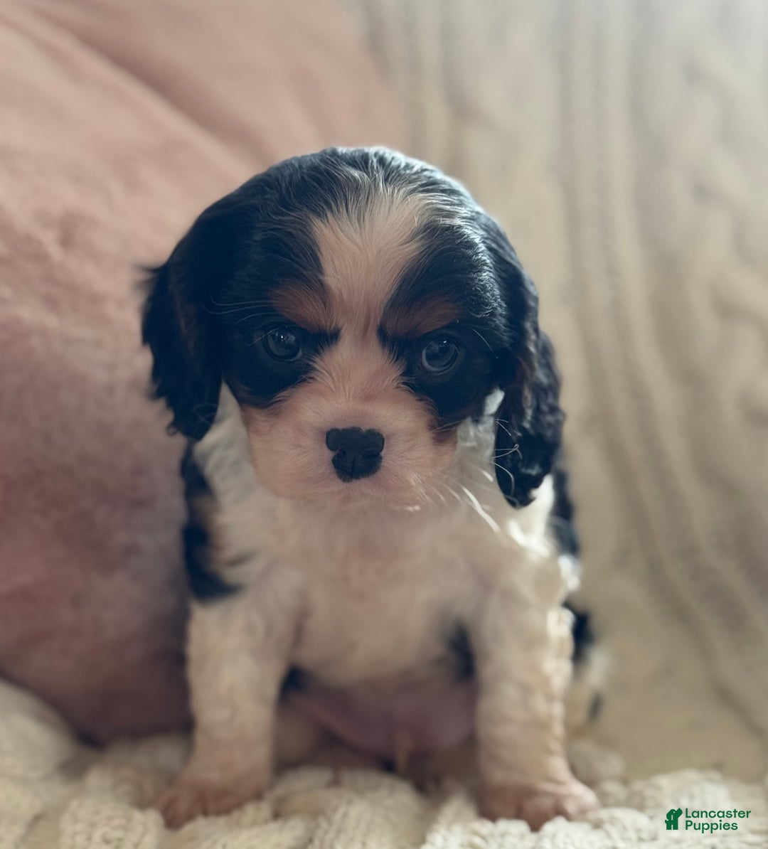 Cavalier King Charles Spaniel dogs for sale: Biscuit  - Ad 8