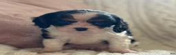 Cavalier King Charles Spaniel dogs for sale: Biscuit  - Ad 8